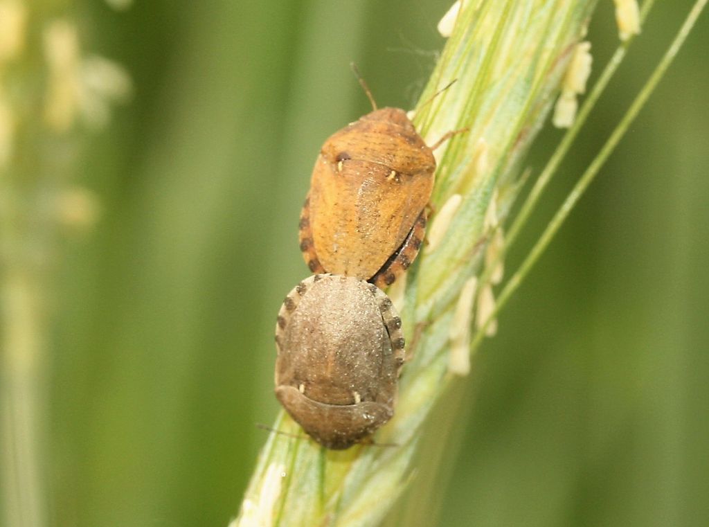 Scutelleridae: Eurygaster maura